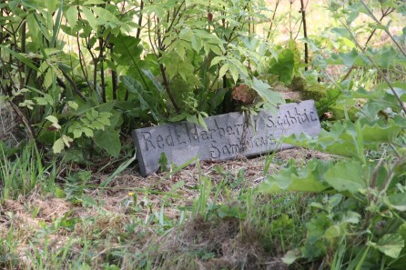 Berry bush signs in English, Latin and Lushootseed. Photo by Angelo Baca