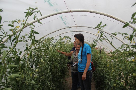 Touring the tomatoes in the Nisqually greenhouse. Photo by Angelo Baca