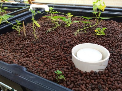 The grow medium for the plants is tiny clay balls. Water drips into the growing bin via those white pipes on the left. Photo by Elizabeth Hoover