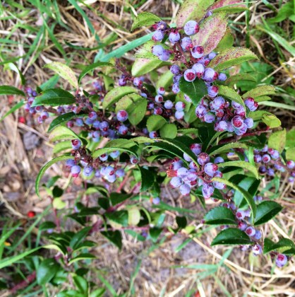 Huckleberries. Photo by Elizabeth Hoover