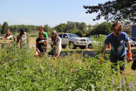 Students from Judy's "Indigenous Gardens and Food Justice" class pulling weeds in the NAYA herb garden. Unwanted plants like thistle, grass and nightshade were removed, in order to encourage the sage, lavendar, Klamath Weed and St. Johnswort. Photo by Angelo Baca