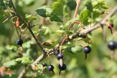 Gooseberries in the berry garden adjacent to the Northwest Tribal College Muckleshoot campus. Photo by  Angelo Baca 