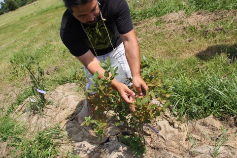 In addition to the berry garden at the tribal college, MFSP planted a 2 acre orchard and berry patch on tribal land. There are 100 apple, pear, cherry, and plum trees; 189 blueberry bushes consisting of 21 different varieties, and  almost 300 raspberry bushes. All were planted by hand without machines, by Miguel community volunteers, and participants in the Adult Workers Training program. Photo by Angelo Baca