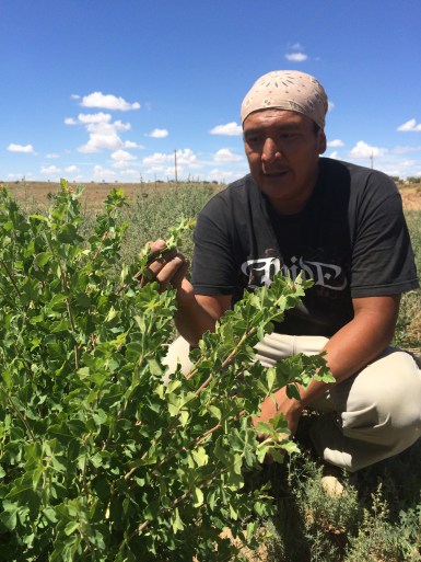 Roberto is also working to cultivate an edible landscape. This is a sumac bush, whose berries impart a sweet flavor to food without being high in sugar. The stems are used in basketry, and the roots make brown dye for yarn. Photo by Elizabeth Hoover