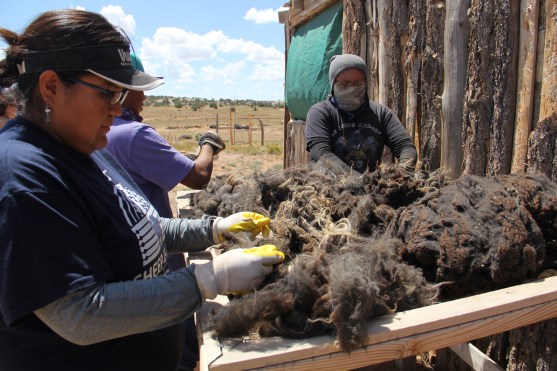 Sorting through wool to pull out any debris before it's washed. Photo by Angelo Baca