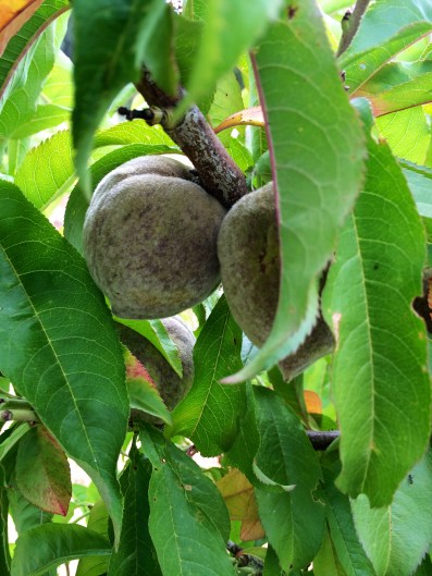The India Free Peach. According to John the orchard manager, this black peach from the southeastern US was introduced by the French when they first attempted to establish colonies in Florida in the 16th century. Native people quickly adopted them and traded them west to other tribes. While most peach trees are self-pollinating, this one is somewhat unusual in that it produces sterile pollen and needs to be pollinated by another variety of peach tree. Photo by Elizabeth Hoover