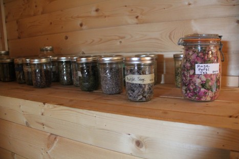 Herbs from the garden are dried and saved for tea. Photo by Angelo Baca