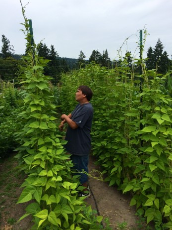 Julian picking green beans. Photo by Elizabeth Hoover