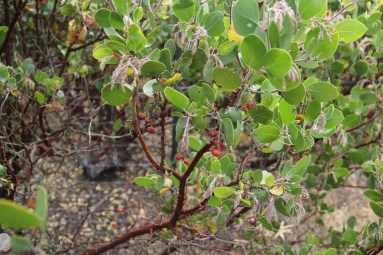 Manzanita berries, one of the wild plants that will be encouraged in the ethnobotanical garden. The berries (which look like tiny apples) are crushed to make a traditional California Indian cider and jam. Photo by Angelo Baca