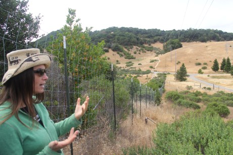 Melissa Nelson, looking out over the 1.5 acre field that will soon become the ethnobotanical teaching garden. Photo by Angelo Baca