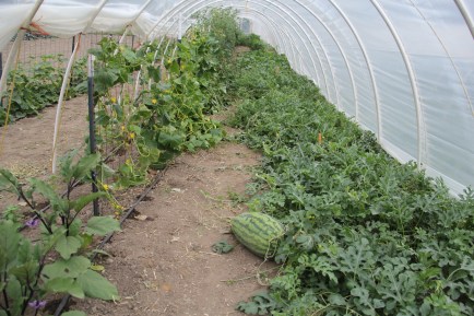 Epic watermelon growing in the greenhouse. Photo by Angelo Baca