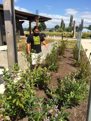 MFSP also coordinated an edible landscape in the front of the elders complex, including blueberry bushes. Photo by Elizabeth Hoover