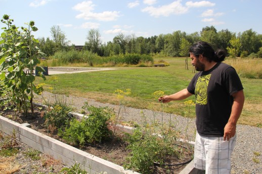 In addition the berry gardens and orchards, as the the Community Gardener and Project Assistant Miguel maintains six raised garden beds behind the elders center. Photo by Angelo Baca 