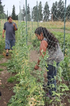 Grace and Julian picking sugar snap peas. Photo by Angelo Baca