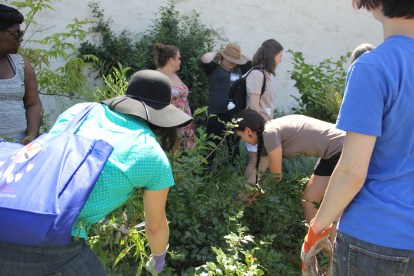 Students from Judy's "Indigenous Gardens and Food Justice" class pulling weeds in the medicine wheel garden. Photo by Angelo Baca