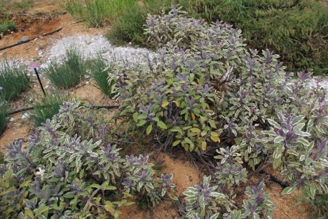 Kitchen herb garden with sage, lemon thyme, and lavender. Photo by Angelo Baca