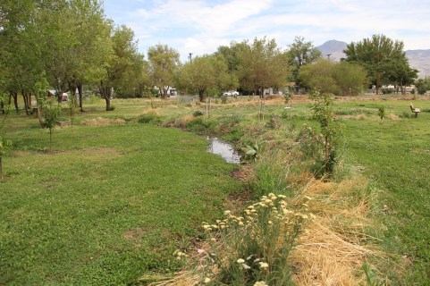 Swales with fruit trees and medicinal plants. Photo by Angelo Baca