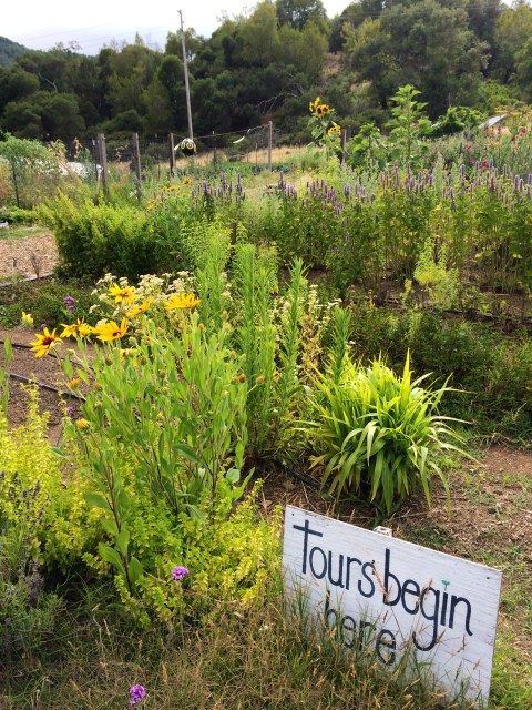 Indian Valley Organic Farm & Garden. Photo by Elizabeth Hoover 