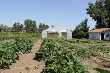 Cheyenne RIver Youth Project's Winyan Toka Win Garden. Photo by Angelo Baca