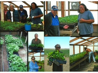 Photos of the SBAP greenhouse. Photo courtesy of Slim Buttes Agricultural Project