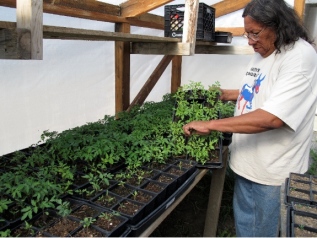 Milo tending to seedlings in the SBAP greenhouse. Photo courtesy of Indian Country Today
