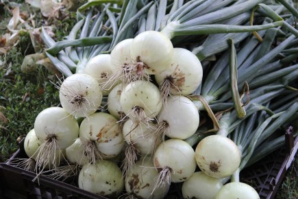 Onions from the Winyan Toka Win Garden. Photo by Angelo Baca