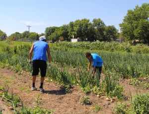 Garden interns Nate and Luta picking onions. Photo by Angelo Baca