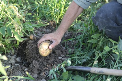 Tom's son-in-law Brady digs potatoes at the SBAP demonstration site. By the end of the season, he harvested 300 pounds of potatoes. Photo by Angelo Baca