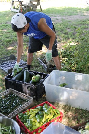 Garden intern Nate sorting and weighing fresh picked vegetables. Photo by Angelo Baca