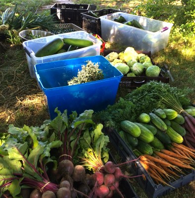 Fresh produce from the garden. Photo by Elizabeth Hoover