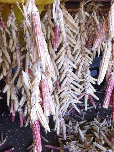Pink Lady corn and white corn, harvested in 2012. WELRP has been growing this corn out for the past several years, with the assistance of a SARE grant http://mysare.sare.org/mySARE/ProjectReport.aspx?do=viewRept&pn=LNC08-301&y=2010&t=0 Indigenous Corn Restoration SARE grant. Photo by Elizabeth Hoover, March 2013
