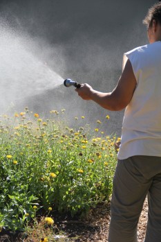 Annette watering the calendula. Photo by Angelo Baca