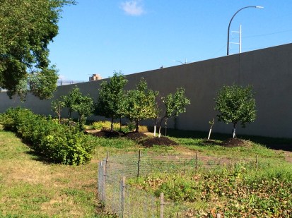 Apple, pear and cherry trees, raspberry bushes, and the strawberry patch. Photo by Elizabeth Hoover