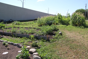 Corn patch, turtle garden, and herb box. Photo by Angelo Baca