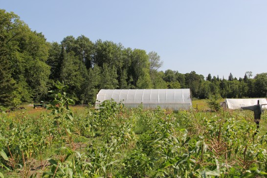 In the WELRP garden, they are growing Arikara squash, 20 different heritage bean varieties (including Jacob’s cattle, and Arikara yellow). Growing Bear Island Flint and Saskatchewan White Flint corn together as an experiment. Both are hardy flint corns with short growing cycles, one (Bear Island) with a longer cob, and the other with a shorter cob. As Zach explained, sometimes heritage corn varieties become a little inbred if people attempt to preserve them as a pure strain, and so it can be beneficial to introduce other corn genetics to the variety. Photo by Angelo Baca