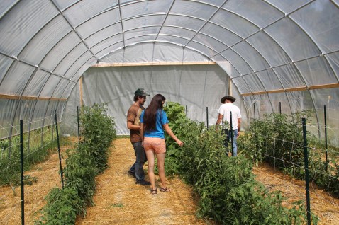 In 2013 WELRP received a USDA NRCS Environmental Quality Incentives Program (EQIP) grant to construct a 26wx12hx48L high tunnel High Tunnel grant which provided this structure. Inside they’re growing tomatoes, cucumbers, groundcherries and peppers. The tomatoes are from Prairie Road Seed Company in North Dakota, which works to provide disease resistant varieties that are well adapted to northern climates. Photo by Angelo Baca