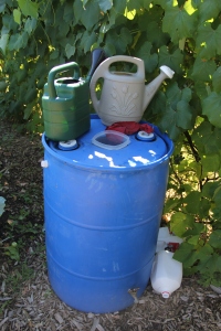 watering cans on a rain barrel. Photo by Angelo Baca