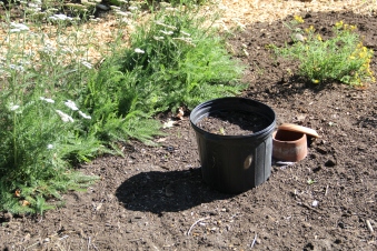 Yarrow patch, with a clay pot that's been buried underground to help with irrigation. Photo by Angelo Baca