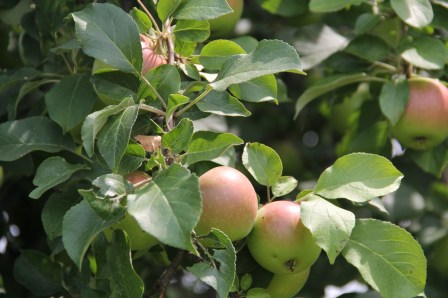 Apples in the Wozupi orchard. Photo by Angelo Baca