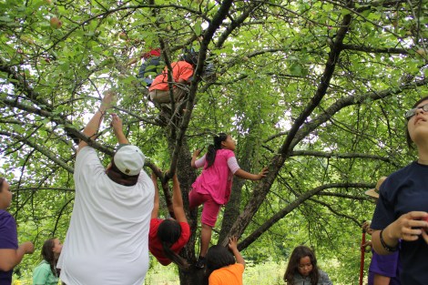 Picking apples. Photo by Elizabeth Hoover