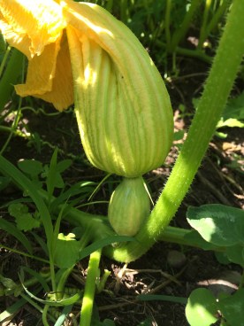 Female Arikara squash flower. Photo by Elizabeth Hoover