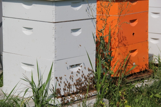 DOWH bee hives, built in 2010 by Meagan O’Brien. Photo by Angelo Baca
