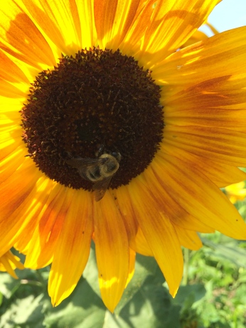 Honey bee on a heritage variety sunflower. Photo by Elizabeth Hoover