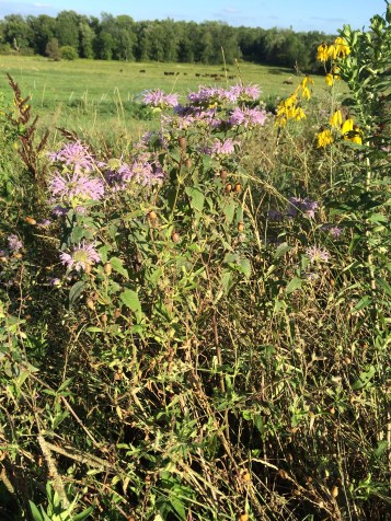 Bergamot, or Number Six (purple flower). Photo by Elizabeth Hoover (August 2014)