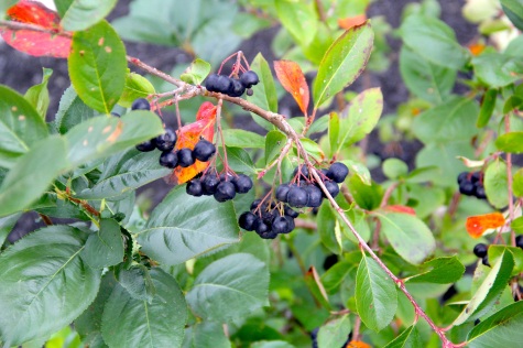 Black chokeberries, one of the edible native plants Ken planted in front of the William Seneca building. Photo by Elizabeth Hoover