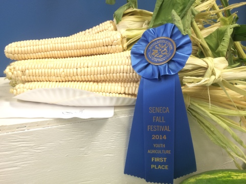 Prize winning corn from the ECLC garden. Photo courtesy of Jason Corwin