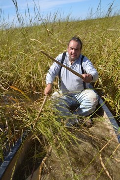Bruce Savage (Anishnaabe from Fon du Lac) knocking rice into a canoe. Photo courtesy of Dan Cornelius