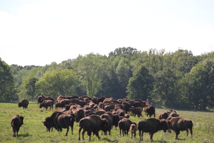 Oneida Nation Farm buffalo herd. Photo by Angelo Baca
