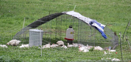 Organic chickens, hanging out in the 'chicken tractor.' Photo by Angelo Baca