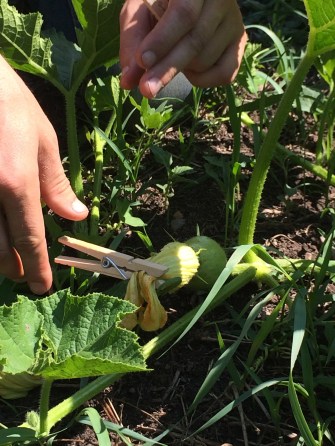 Clipping the female flower shut to ensure no other pollen gets inside. Photo by Elizabeth Hoover